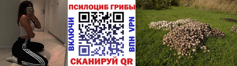 Купить  Богородицк  Галлюциногенные грибы Psilocybe 